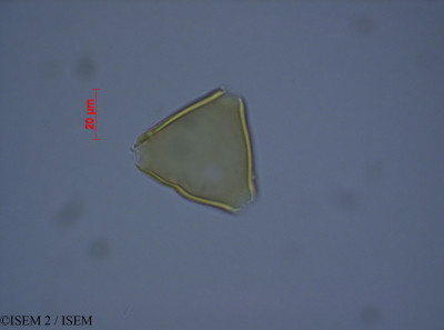 ISEM 2/Leucadendron_tinctum_27562/Leucadendron_tinctum_27562_0001(copy)_thumb.jpg